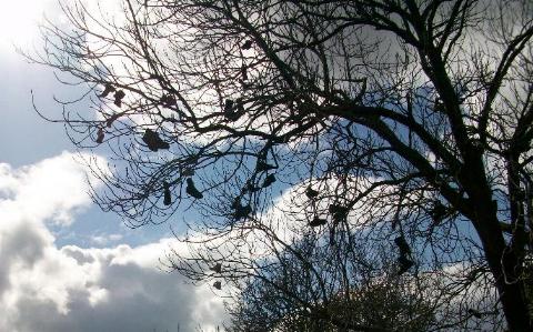 Shoe tree near Cornhills farm